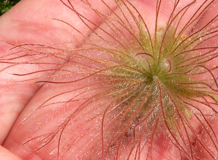 Fiori e frutti di Geum montanum